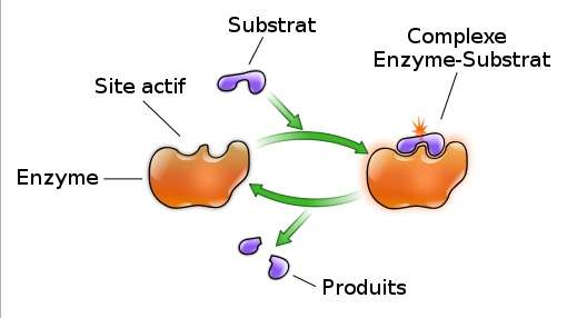 Fonctions des enzymes digestives